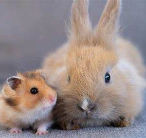 HAMSTER Y CONEJILLOS X 300 GRMS