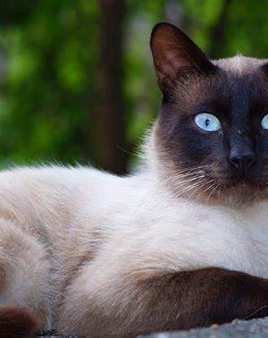 D CARE WEIGTH MANAGEMENT CAT X 1 KILO