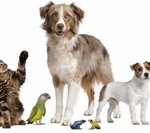 VACUNA TRIPLE PERROS CANINA + PARVO