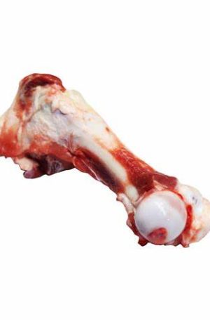 HUESO FEMUR CERDO