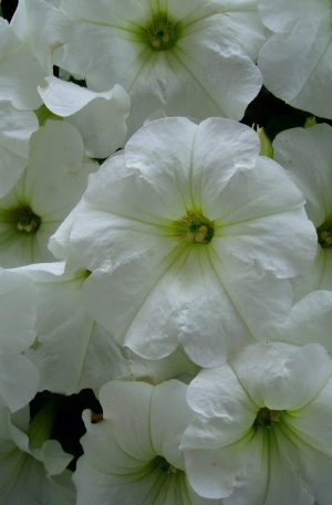 S. PETUNIA HIBRIDA X 2 GRMS