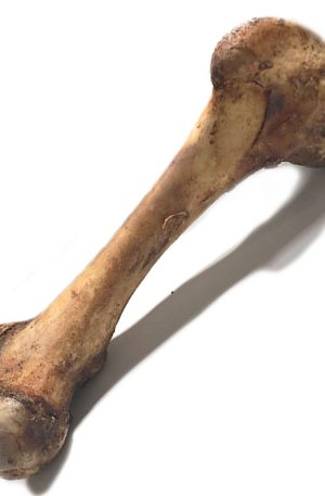 HUESO GRANDE CALAMBOMBO